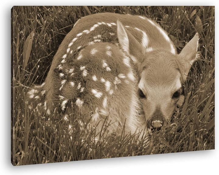 deyoli goldiges Rehkitz im hohen Gras Format: 80x60 Effekt: Sepia als Leinwandbild, Motiv fertig ger