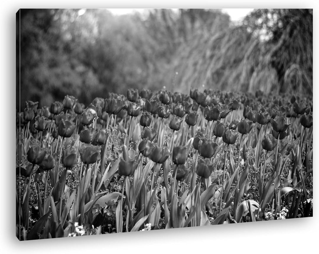 deyoli bezaubernde Rote Tulpen Effekt: Schwarz/Weiss Format: 100x70 als Leinwandbild, Motiv fertig g