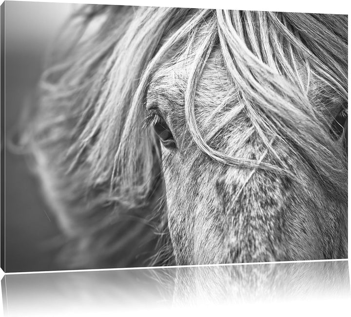 Pixxprint Islandpony in den Westfjorden als Leinwandbild/Grösse: 100x70 cm/Wandbild/Kunstdruck/ferti