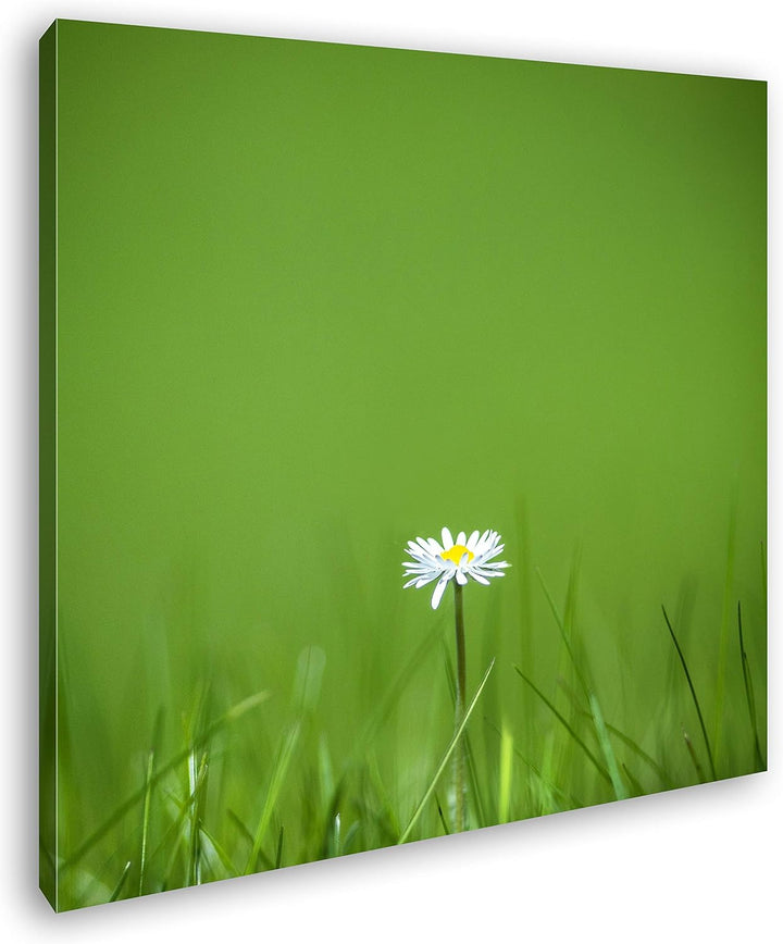 deyoli einzelnes Gänseblümchen Format: 70x70 als Leinwandbild, Motiv fertig gerahmt auf Echtholzrahm