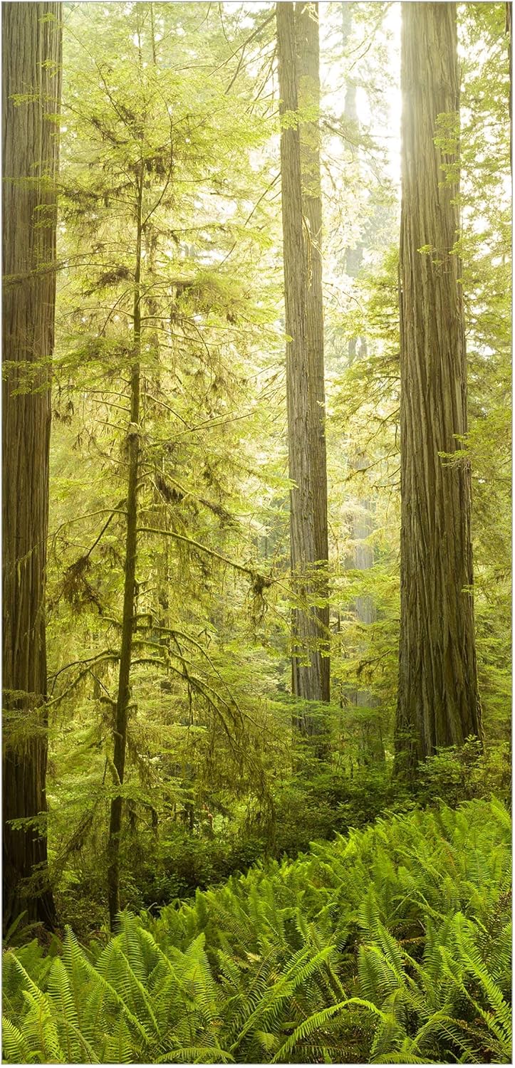 Bilderwelten Raumteiler Redwood State Park Waldblick 250x120cm ohne Halterung 250 x 120cm ohne Halte