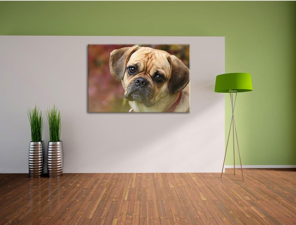Pixxprint Mops Welpe als Leinwandbild/Grösse: 100x70 cm/Wandbild/Kunstdruck/fertig bespannt, 100x70