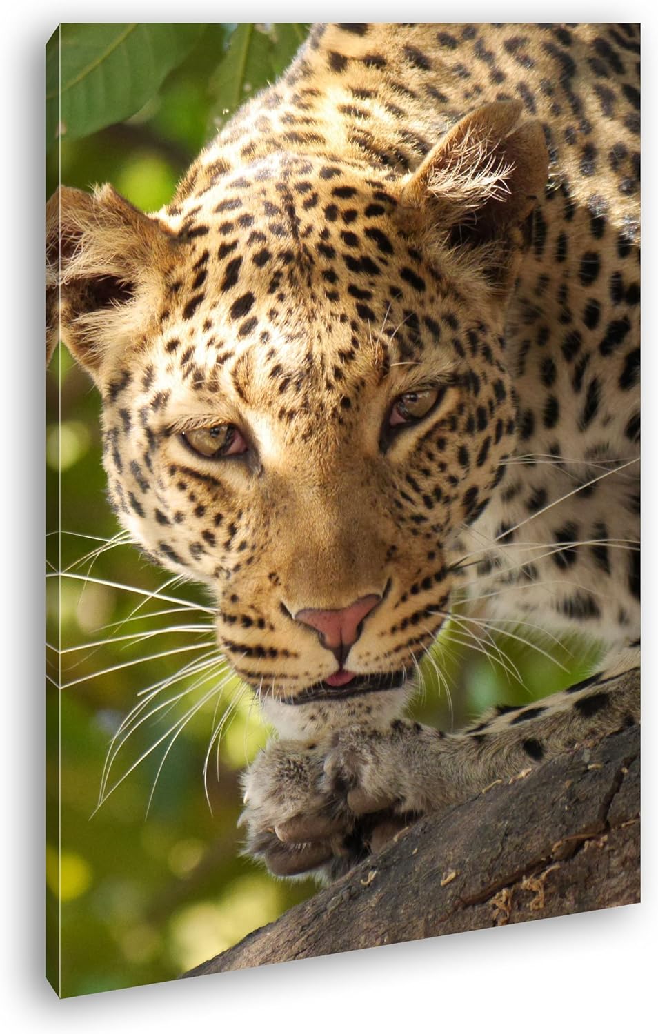 schleichender Leopard in der Safari im Format: 80x60 als Leinwandbild, Motiv fertig gerahmt auf Echt