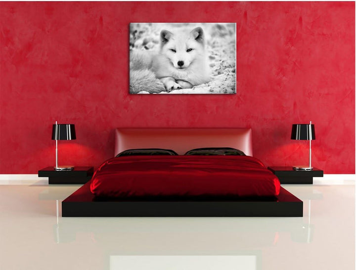 Monocrome, Weisser Fuchs, Format: 100x70 auf Leinwand, XXL riesige Bilder fertig gerahmt mit Keilrah
