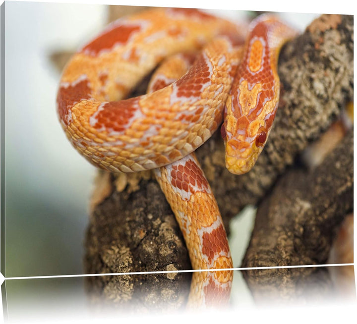 Pixxprint ruhende Kornnatter auf Leinwand, XXL riesige Bilder fertig gerahmt mit Keilrahmen, Kunstdr