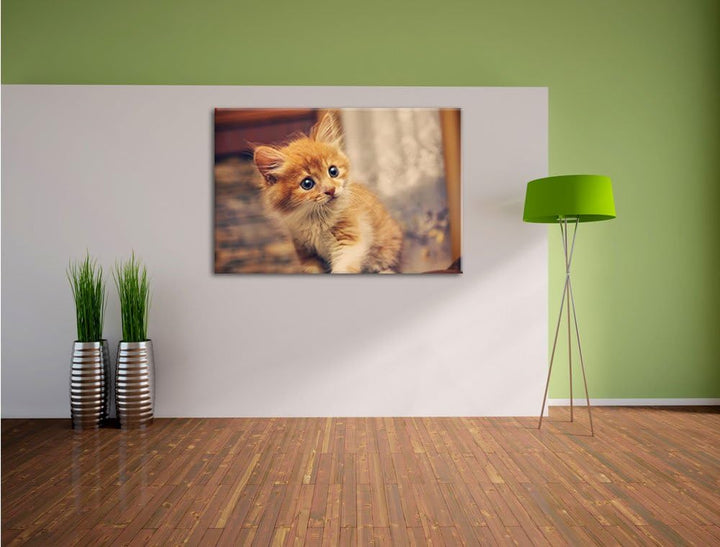 Neugieriges Kätzchen, Format: 100x70 auf Leinwand, XXL riesige Bilder fertig gerahmt mit Keilrahmen,