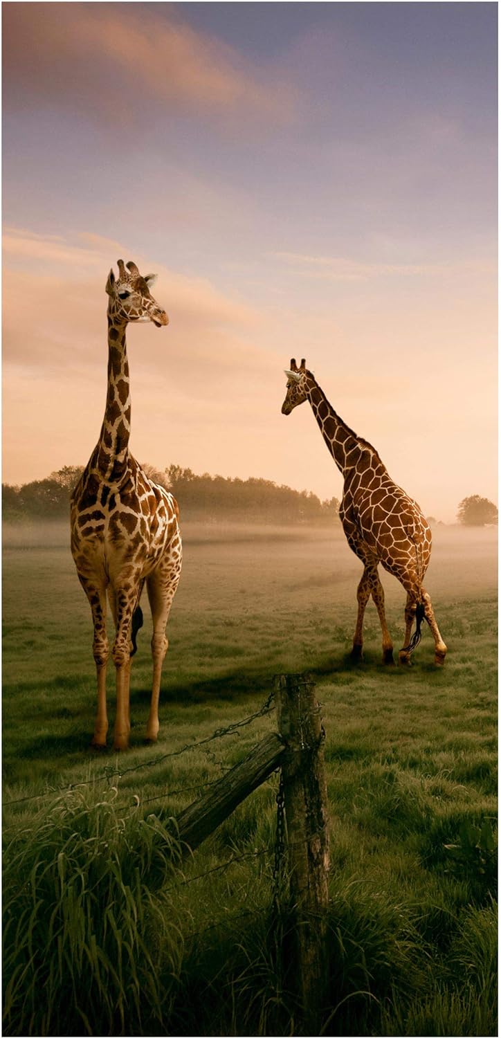 Bilderwelten Raumteiler Surreal Giraffes 250x120cm ohne Halterung 250x120cm without hanger, 250x120c