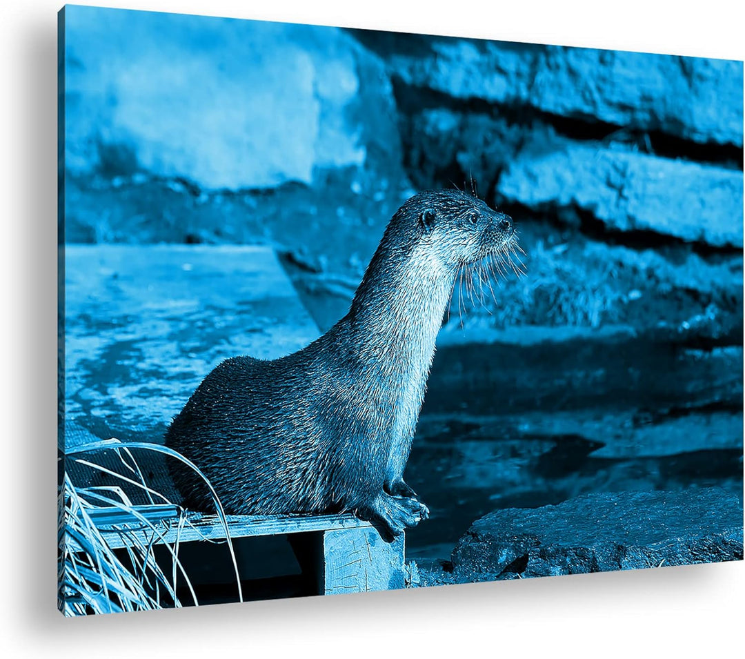 deyoli niedlicher kleiner Otter Format 80x60 Effekt: Monocrome Blau als Leinwandbild, Motiv fertig g