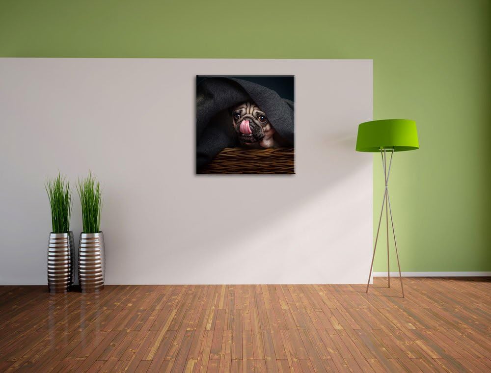 Süsser Mops unter der Decke, Format: 70x70 auf Leinwand, XXL riesige Bilder fertig gerahmt mit Keilr