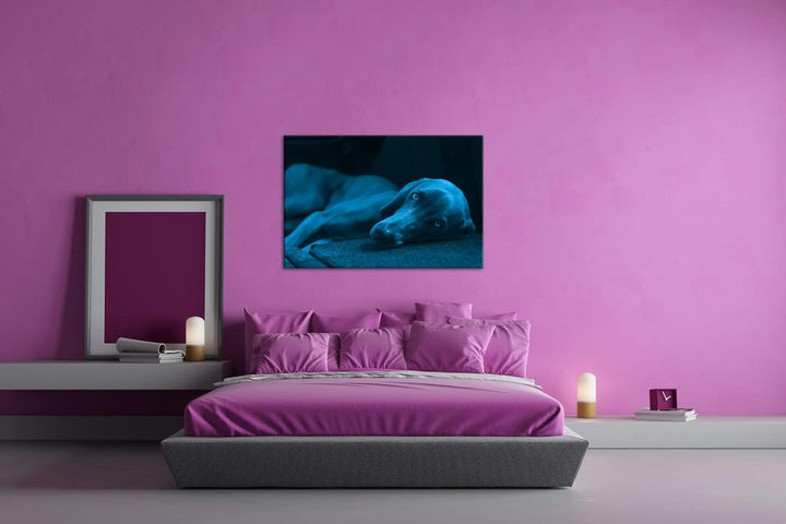 niedlicher treuer Hund auf dem Sofa Format 80x60 Effekt: Monocrome Blau als Leinwandbild, Motiv fert