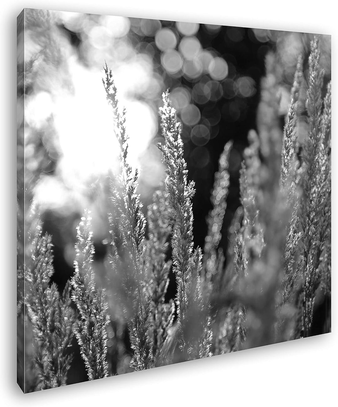 deyoli Weidengräser bei Morgendämmerung Format: 70x70 Effekt: Schwarz&Weiss als Leinwandbild, Motiv
