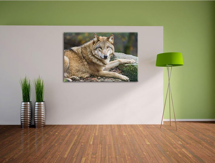 Pixxprint stolzer Wolf auf Stein auf Leinwand, XXL riesige Bilder fertig gerahmt mit Keilrahmen, Kun