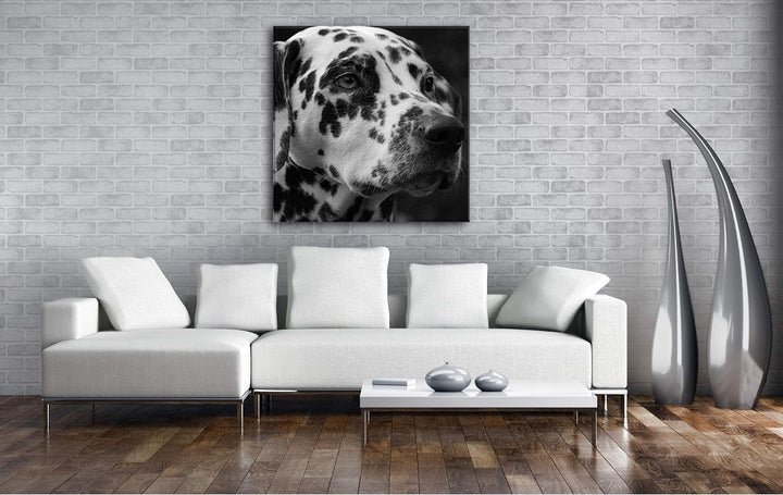 deyoli Dalmatien Hund mit blauen Augen im Format: 60x60 Effekt: Schwarz&Weiss als Leinwandbild, Moti
