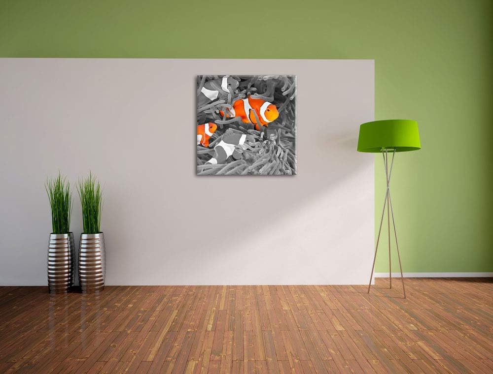 Pixxprint süsse Clown Fische in Anemone als Leinwandbild/Grösse: 70x70 cm/Wandbild/Kunstdruck/fertig