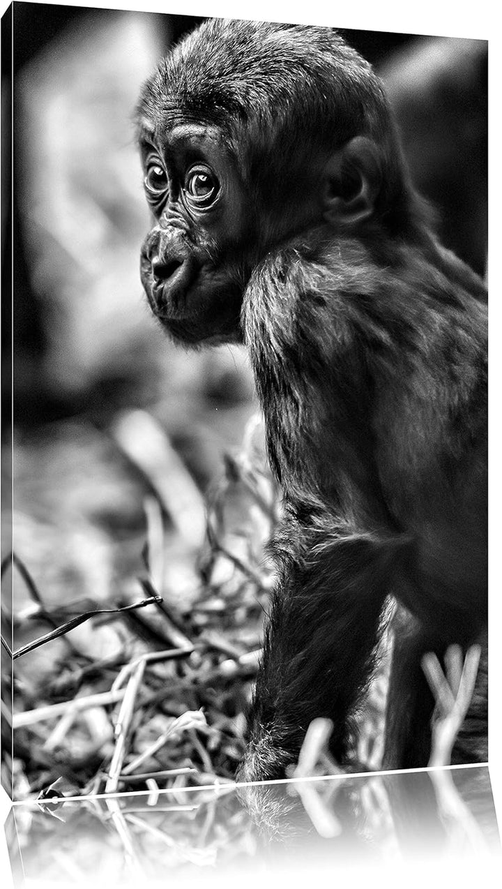 Pixxprint kleines Gorillajunges / 100x70cm Leinwandbild bespannt auf Holzrahmen/Wandbild Kunstdruck