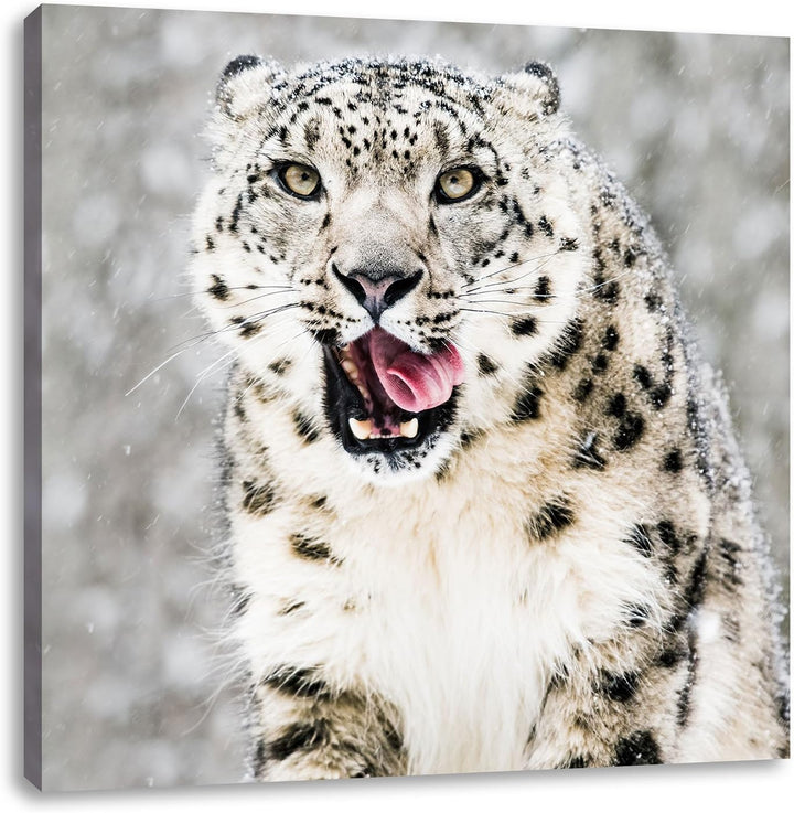 Leopard im Schnee, Format: 70x70 auf Leinwand, XXL riesige Bilder fertig gerahmt mit Keilrahmen, Kun