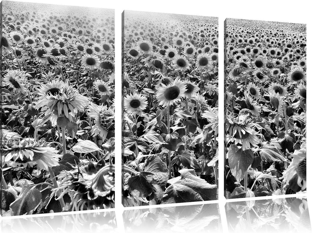 Pixxprint Riesiges Sonnenblumenfeld als Leinwandbild/Grösse: 3 Teilig (120x80) cm/Wandbild/Kunstdruc