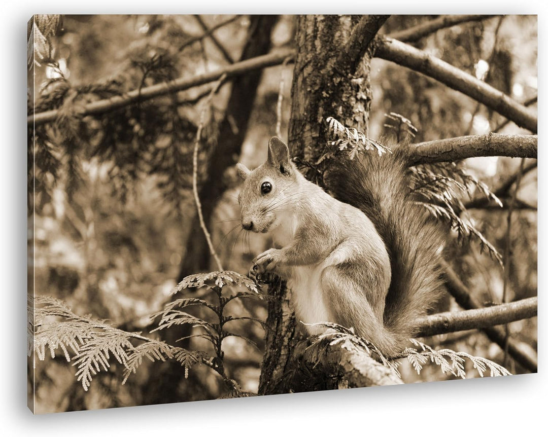 deyoli niedliches Eichhörnchen Format: 80x60 Effekt: Sepia als Leinwand, Motiv fertig gerahmt auf Ec