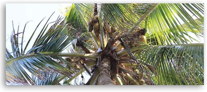 Feeby Deco Panel Kokosnüsse Bild Kunstdruck modern Palme Grün 120x40 cm Deko paneel 120x40 cm Grün_B