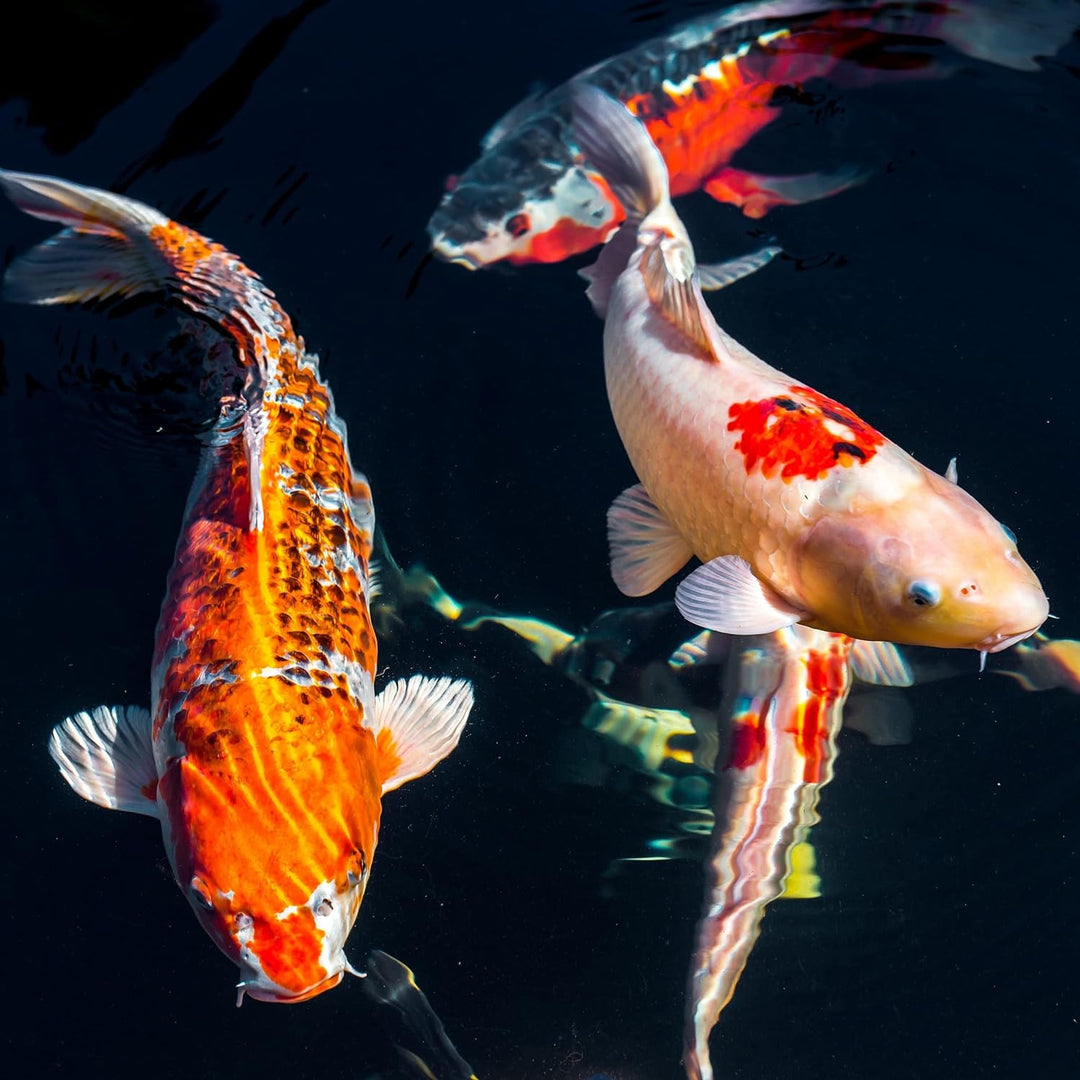 (Grundpreis 3,50 Euro/kg) - 15 kg Premium Koifutter Mix 3,0 mm - schwimmend - Koipellets