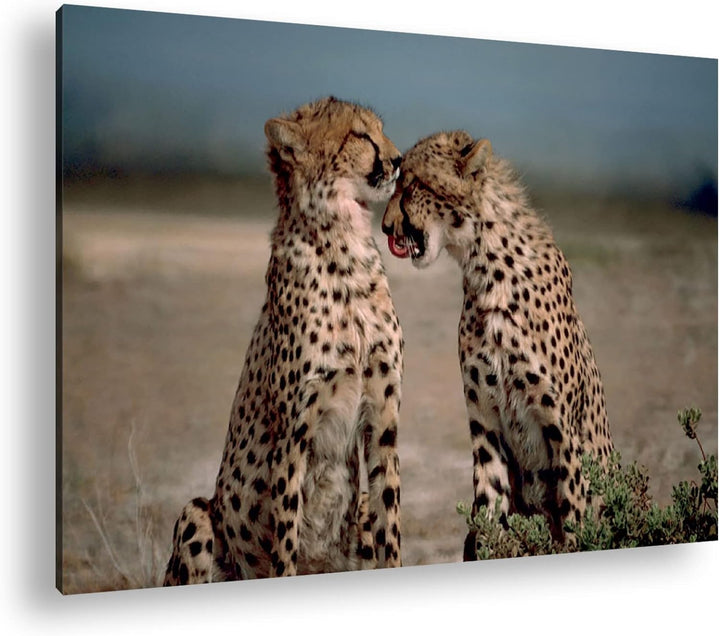 deyoli zwei süsse Geparden im Format: 80x60 als Leinwandbild, Motiv fertig gerahmt auf Echtholzrahme