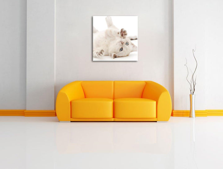 Pixxprint Kleine Katze, Format: 70x70 auf Leinwand, XXL riesige Bilder fertig gerahmt mit Keilrahmen