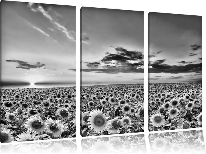 Pixxprint Monocrome, Sonnenuntergang am Sonnenblumenfeld 3-Teiler Leinwandbild 120x80 Bild auf Leinw