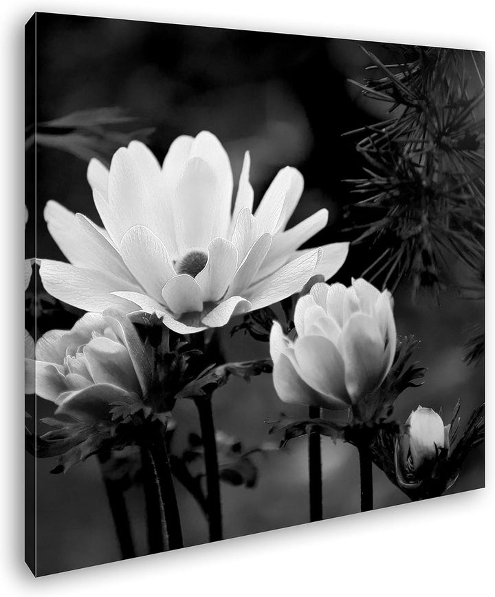 deyoli Anemonen Format: 60x60 Effekt: Schwarz&Weiss als Leinwandbild, Motiv fertig gerahmt auf Echth