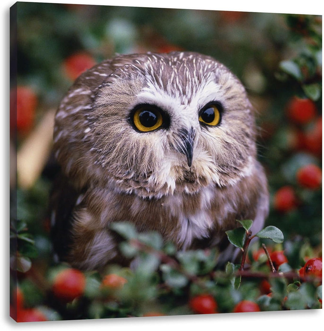 Pixxprint Kleine Eule im Vogelbeerenstrauch, Format: 70x70 auf Leinwand, 70x70