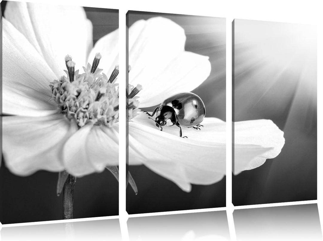 Pixxprint Marienkäfer auf Einer Blume / 3-Teilig/Gesamtmass 120cm Leinwandbild bespannt auf Holzrahm
