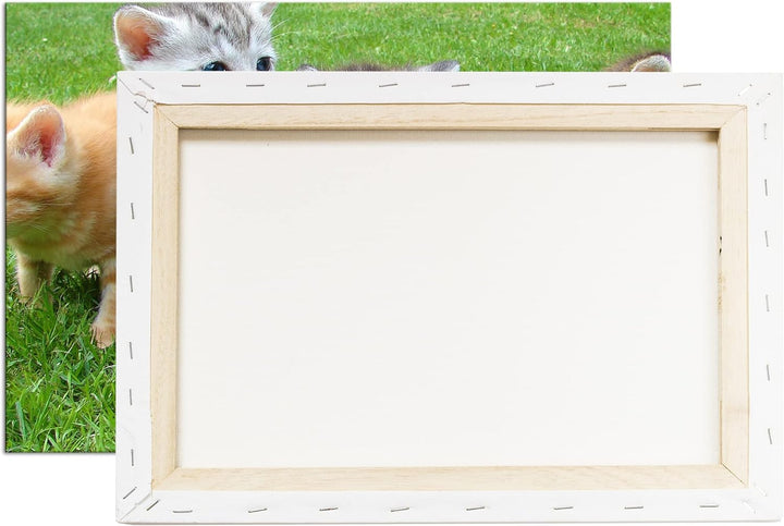 niedliche Katzenbabys auf der Wiese im Format: 100x70 als Leinwandbild, Motiv fertig gerahmt auf Ech