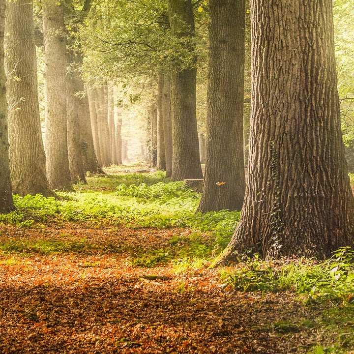 Feeby Leinwandbild Landschaft 5 TLG Bild Kunstdruck Bäume Wald Natur Blätter bunt 250x120 cm Leinwan