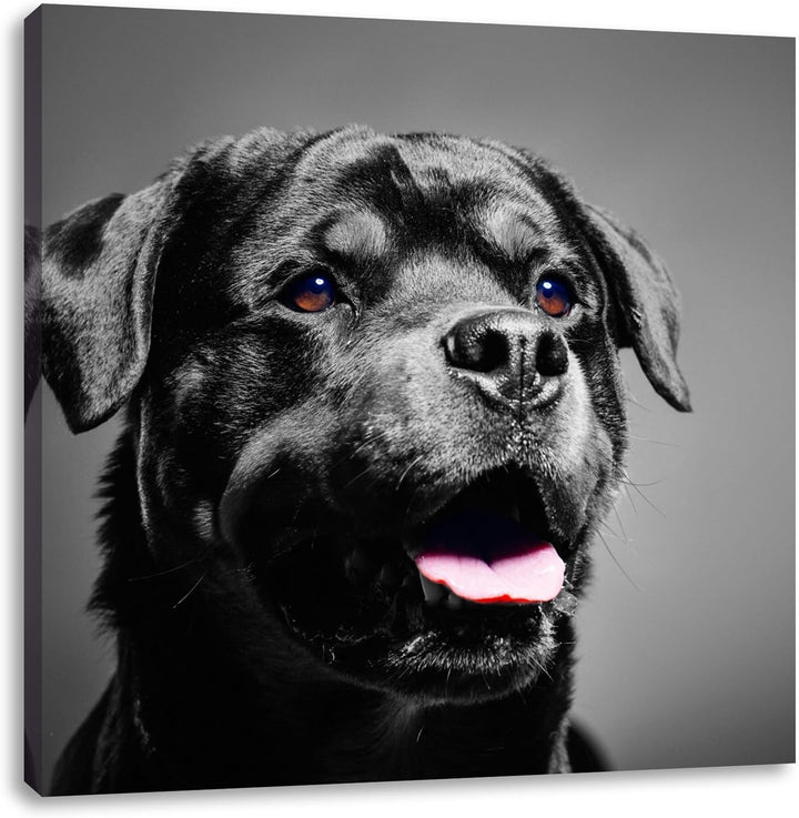 Pixxprint aufmerksamer Rottweiler als Leinwandbild/Grösse: 70x70 cm/Wandbild/Kunstdruck/fertig bespa