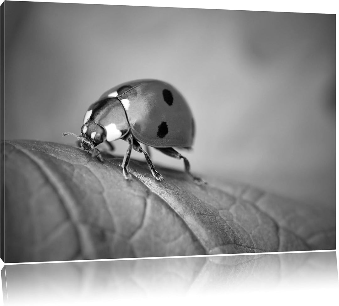 Pixxprint Kleiner Marienkäfer auf Blatt B&W als Leinwandbild/Grösse: 100x70 / Wandbild/Kunstdruck/fe