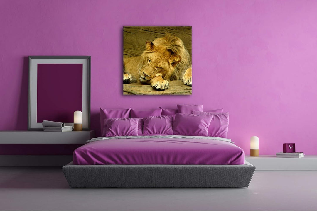 deyoli schlafender Löwe Format: 60x60 als Leinwandbild, Motiv fertig gerahmt auf Echtholzrahmen, Hoc