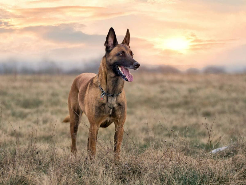 CALVENDO Puzzle Malinois - Belgische Energiebündel 1000 Teile Lege-Grösse 64 x 48 cm Foto-Puzzle Bil