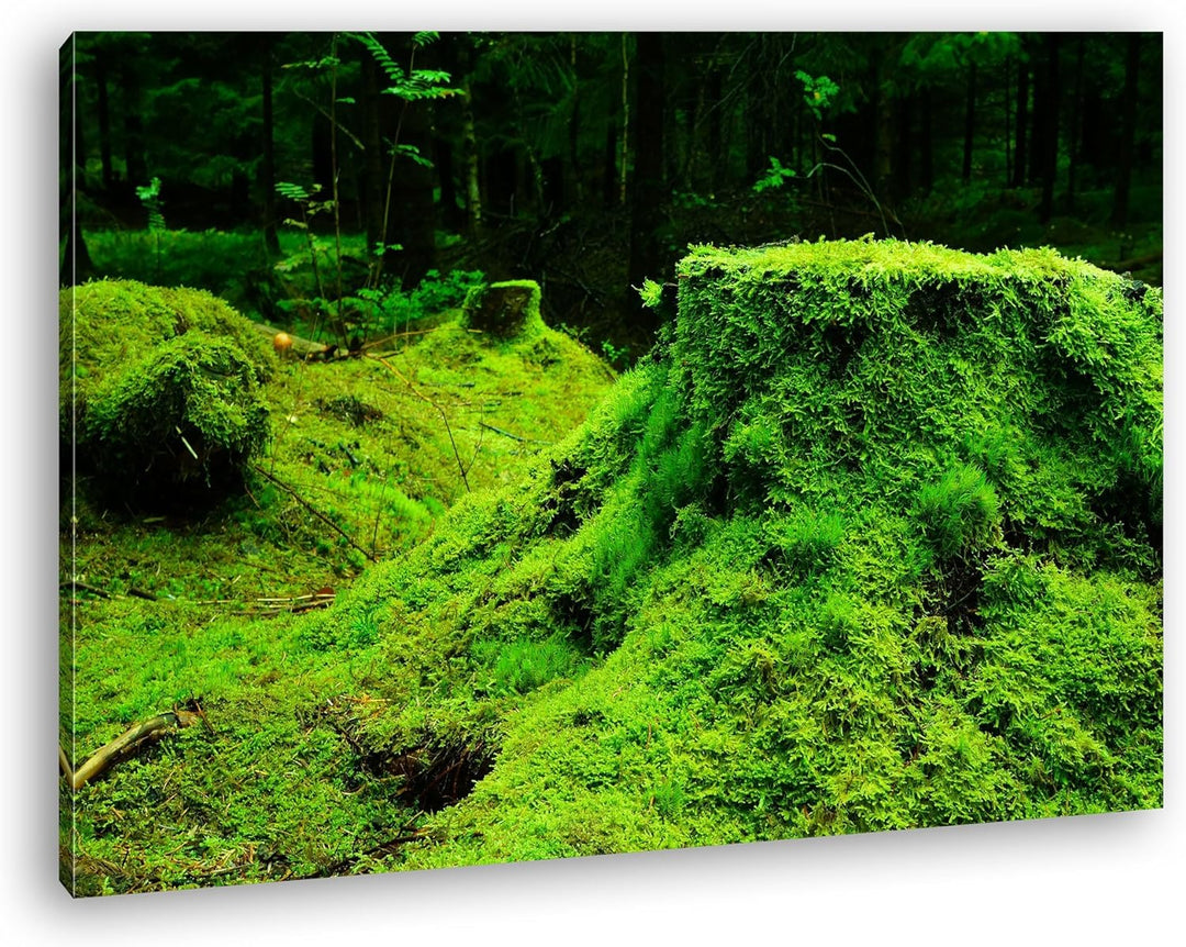 deyoli Moos bedeckter Waldboden Format: 100x70 als Leinwandbild, Motiv fertig gerahmt auf Echtholzra