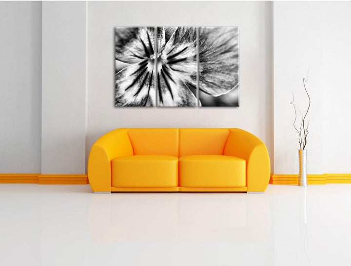 Pixxprint farbenfrohes Stiefmütterchen als Leinwandbild | Grösse: 3 Teilig (120x80) | Wandbild| Kuns