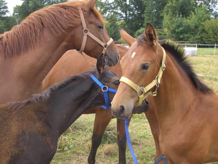 Waldhausen Kopperriemen Leder mit Rollschnallen, gepolstert, Einheitsgrösse schwarz Koppriemen Crib