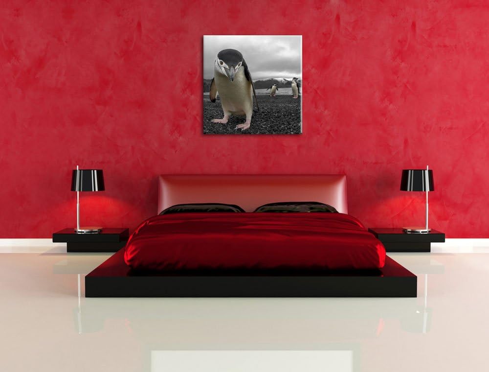 Lustige Pinguine als Leinwandbild Quadratisch/Grösse: 70x70 / Wandbild/Kunstdruck/fertig bespannt, 7