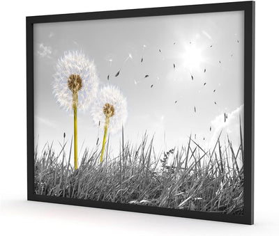 Generisch Pusteblumen auf Wiese, Poster im Bilderrahmen/Format: 80x60cm / Kunstdruck gerahmt, 80x60