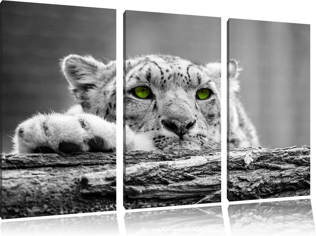 Schöner Gepard mit grünen Augen auf Baumstamm schwarz/weiss 3-Teiler Leinwandbild 120x80 Bild auf Le