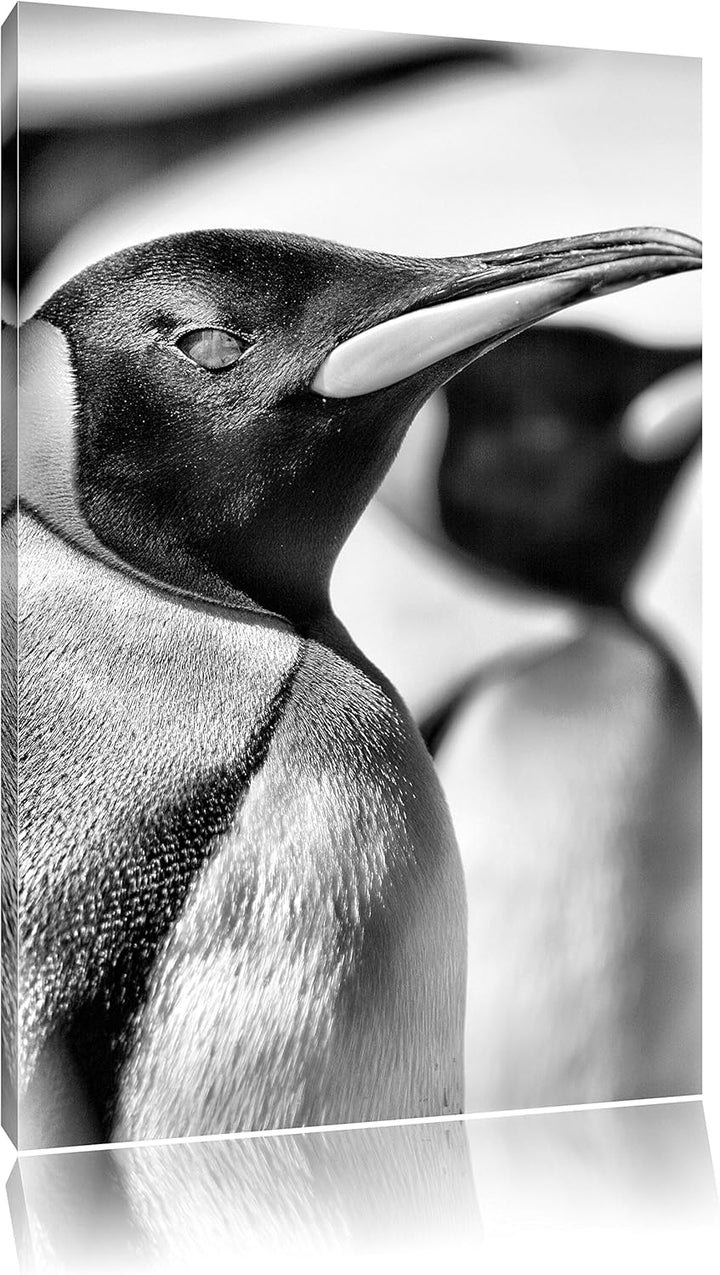 Monocrome, Pinguine, Format: 100x70 auf Leinwand, XXL riesige Bilder fertig gerahmt mit Keilrahmen,