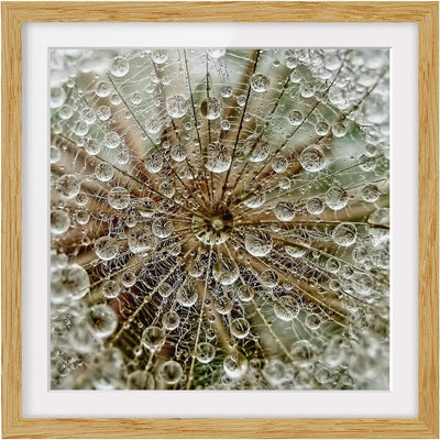 Bild mit Rahmen - Pusteblume im Herbst - Rahmenfarbe Eiche, 50 x 50 cm 50cm x 50cm Eiche, 50cm x 50c