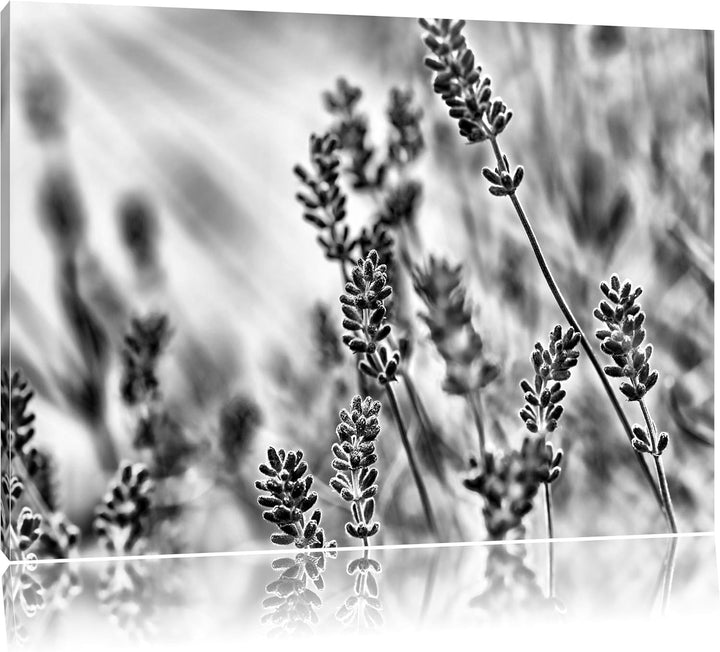 Pixxprint Eleganter Lavendel / 100x70cm Leinwandbild bespannt auf Holzrahmen/Wandbild Kunstdruck Dek