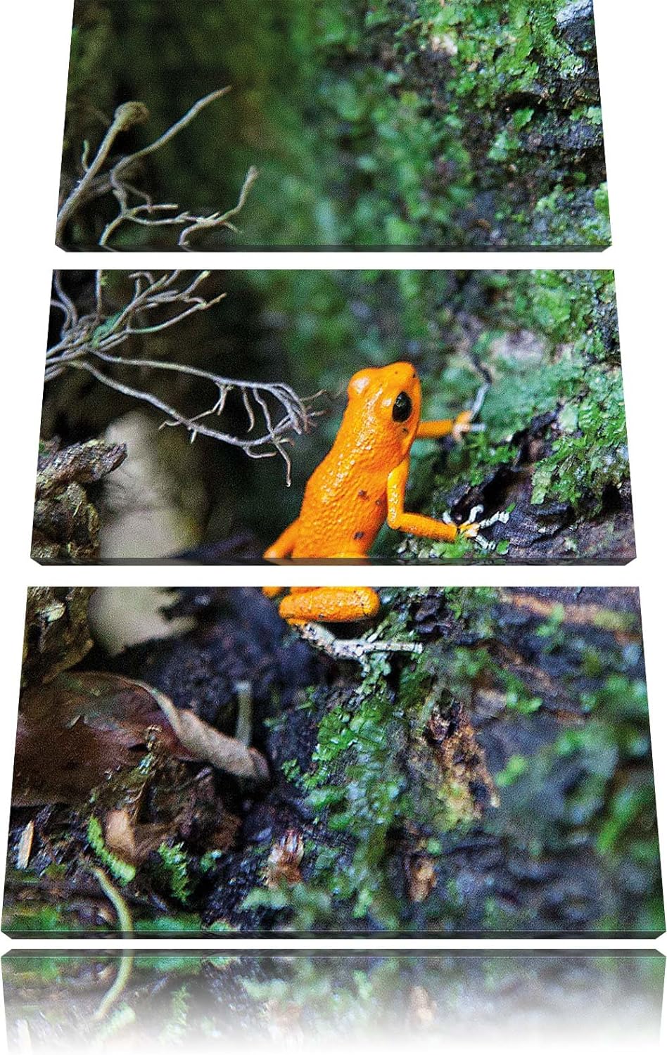 Pixxprint hochgiftiger Kleiner Frosch als Leinwandbild/Grösse: 3 Teilig (120x80) cm/Wandbild/Kunstdr