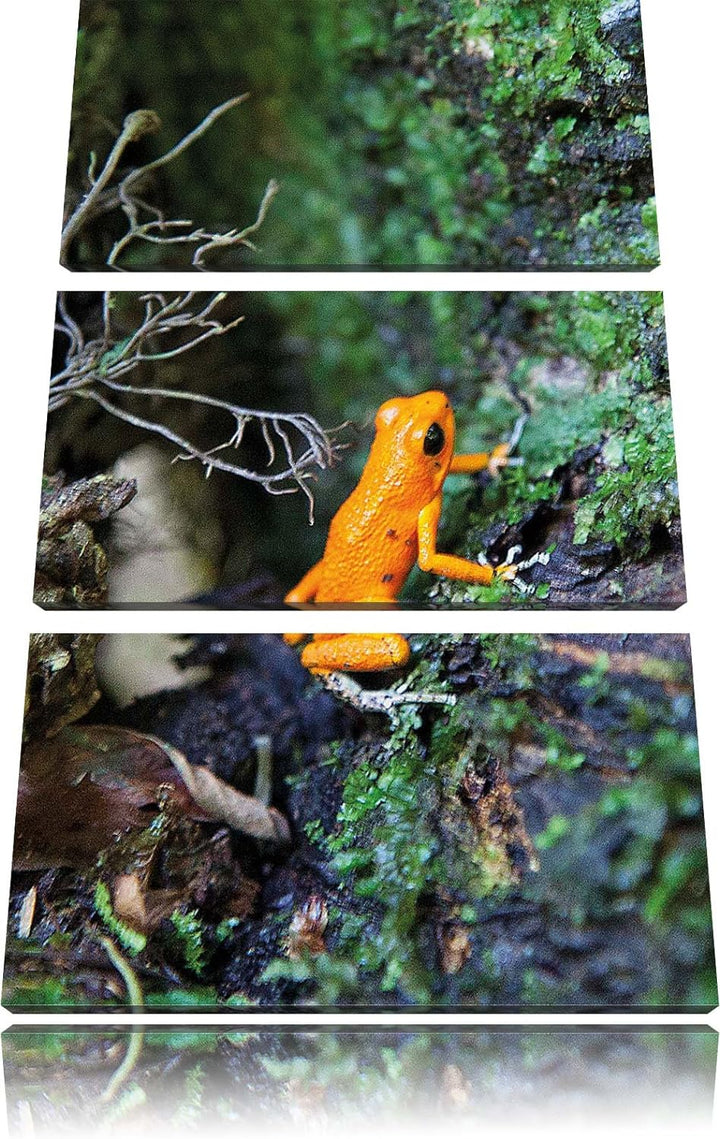 Pixxprint hochgiftiger Kleiner Frosch als Leinwandbild/Grösse: 3 Teilig (120x80) cm/Wandbild/Kunstdr
