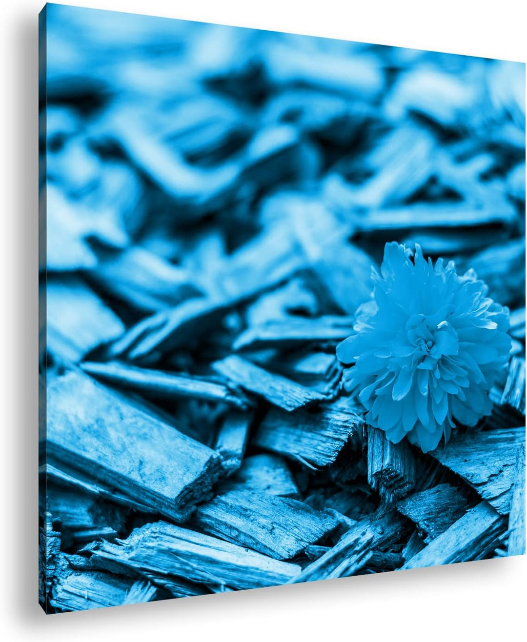 deyoli gelbe Blume auf Holz Format: 60x60 Effekt: Monocrome Blau als Leinwandbild, Motiv fertig gera