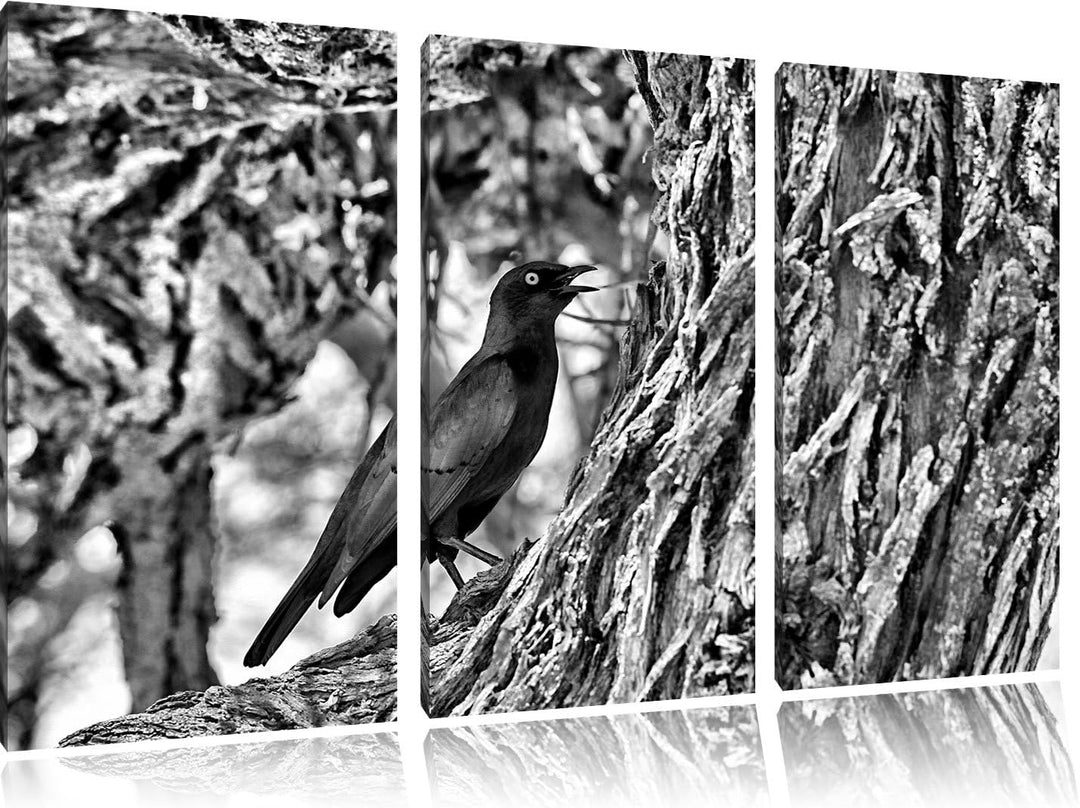 Pixxprint Monocrome, Purpurglanzstar auf Baum 3-Teiler Leinwandbild 120x80 Bild auf Leinwand