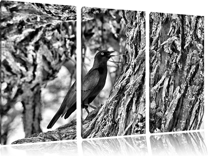 Pixxprint Monocrome, Purpurglanzstar auf Baum 3-Teiler Leinwandbild 120x80 Bild auf Leinwand